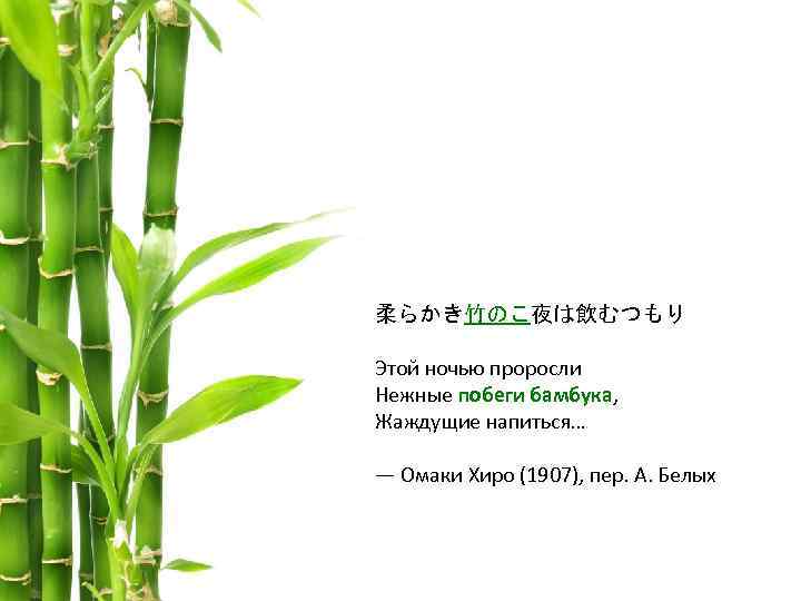 柔らかき竹のこ夜は飲むつもり Этой ночью проросли Нежные побеги бамбука, Жаждущие напиться… — Омаки Хиро (1907), пер.