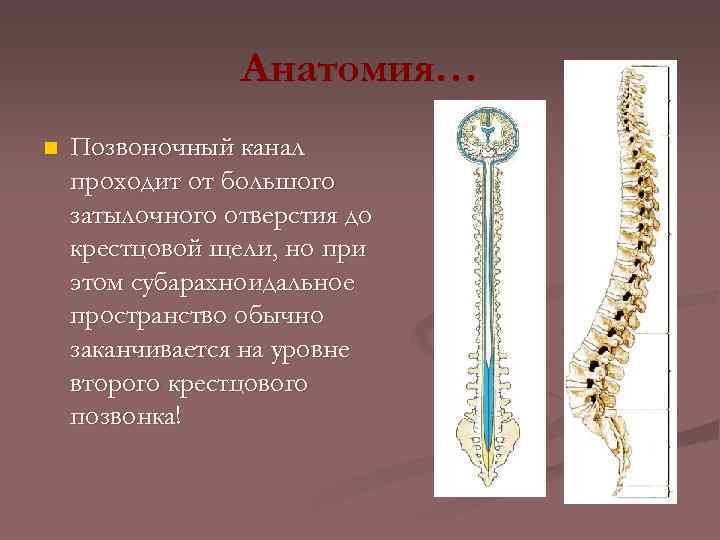 Анатомия… n Позвоночный канал проходит от большого затылочного отверстия до крестцовой щели, но при