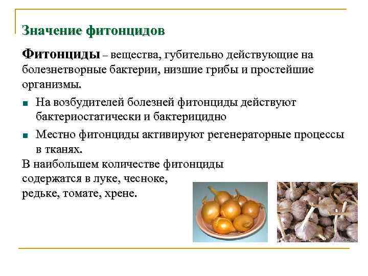 Значение фитонцидов Фитонциды – вещества, губительно действующие на болезнетворные бактерии, низшие грибы и простейшие
