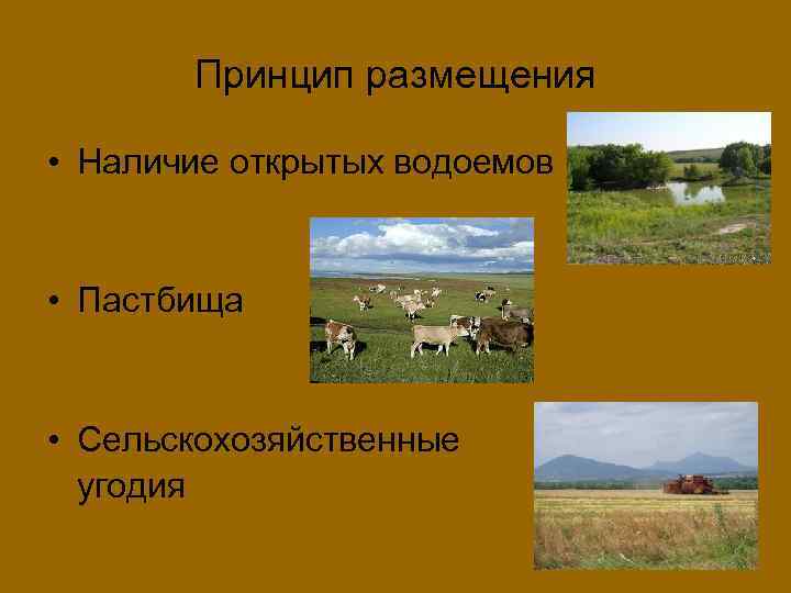 Принцип размещения • Наличие открытых водоемов • Пастбища • Сельскохозяйственные угодия 