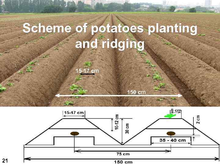 Scheme of potatoes planting and ridging 15 -17 сm 150 сm 21 