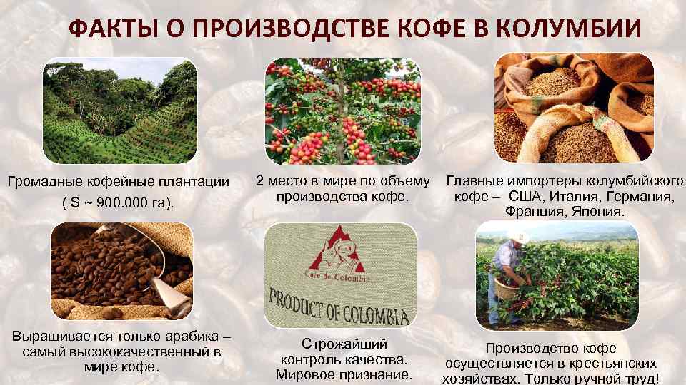 4 факта производства. Факты производства. Производство кофе в мире. Классификация зерен в Колумбии. Плантации кофе деревья Арабика.