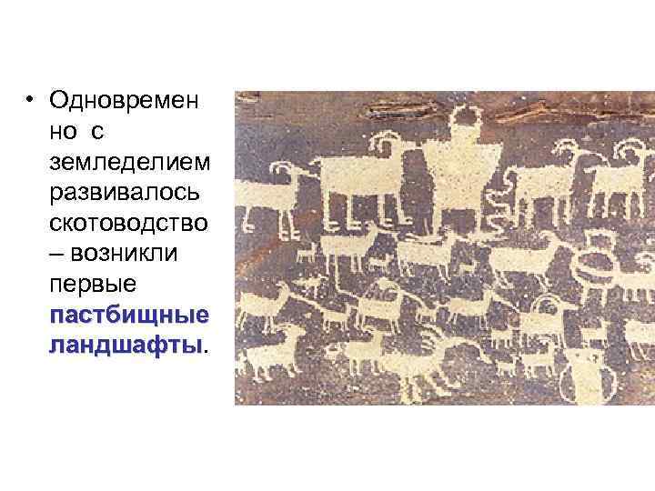  • Одновремен но с земледелием развивалось скотоводство – возникли первые пастбищные ландшафты 