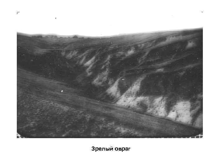Зрелый овраг 