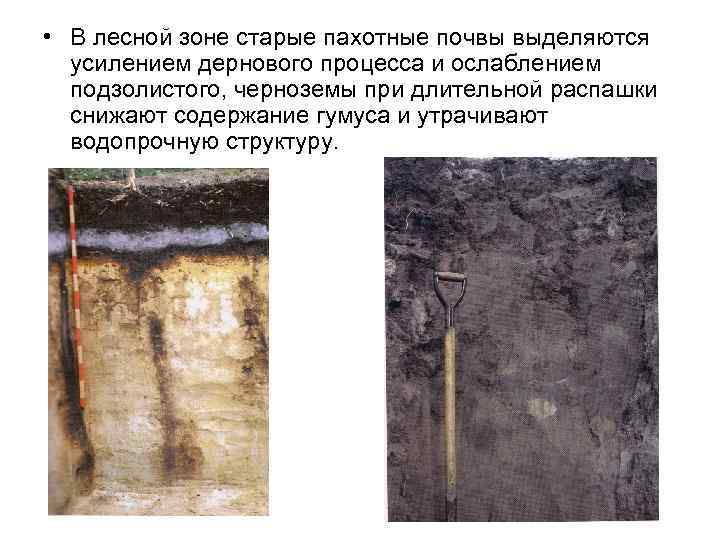 • В лесной зоне старые пахотные почвы выделяются усилением дернового процесса и ослаблением