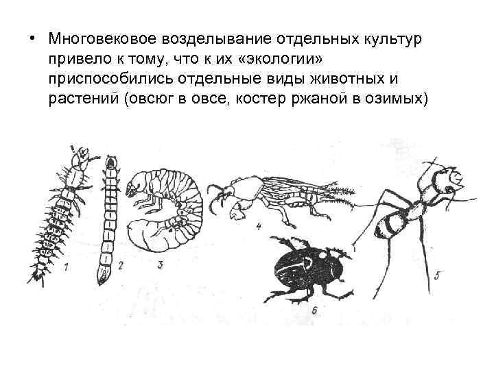  • Многовековое возделывание отдельных культур привело к тому, что к их «экологии» приспособились