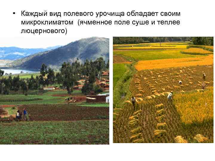  • Каждый вид полевого урочища обладает своим микроклиматом (ячменное поле суше и теплее