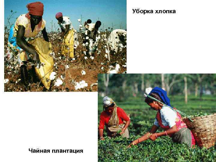 Уборка хлопка Чайная плантация 