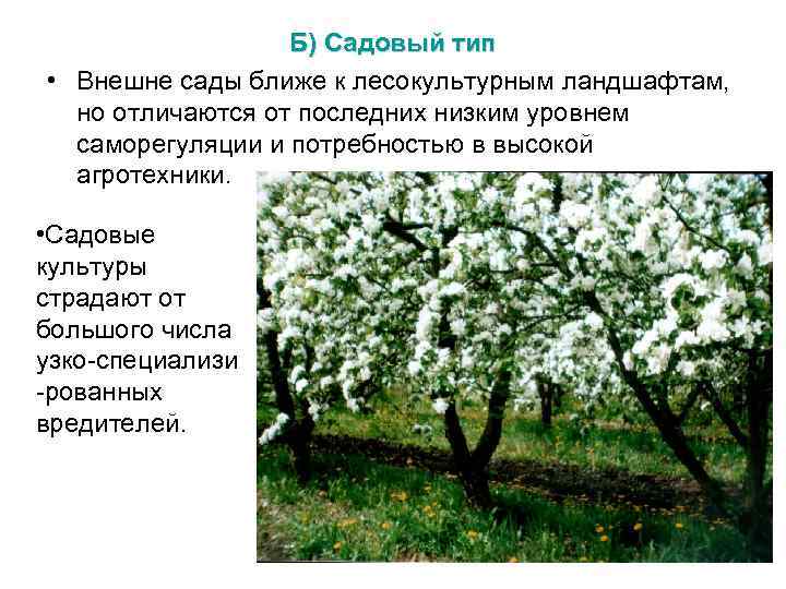 Б) Садовый тип • Внешне сады ближе к лесокультурным ландшафтам, но отличаются от последних