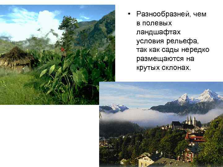  • Разнообразней, чем в полевых ландшафтах условия рельефа, так как сады нередко размещаются