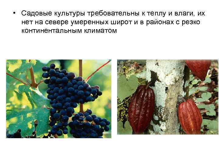  • Садовые культуры требовательны к теплу и влаги, их нет на севере умеренных