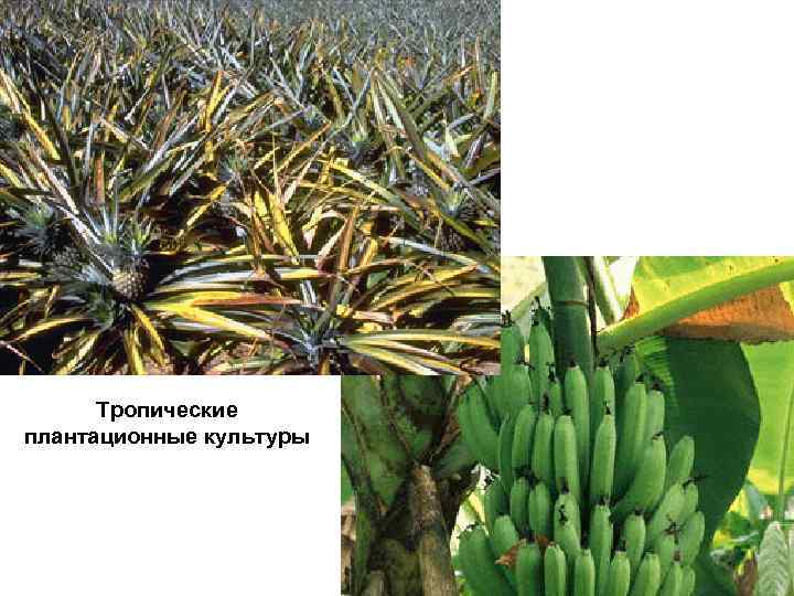 Тропические плантационные культуры 