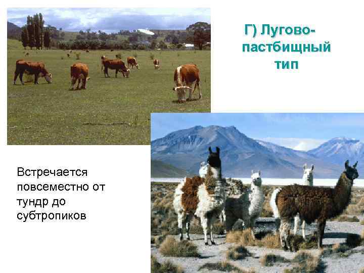 Г) Луговопастбищный тип Встречается повсеместно от тундр до субтропиков 
