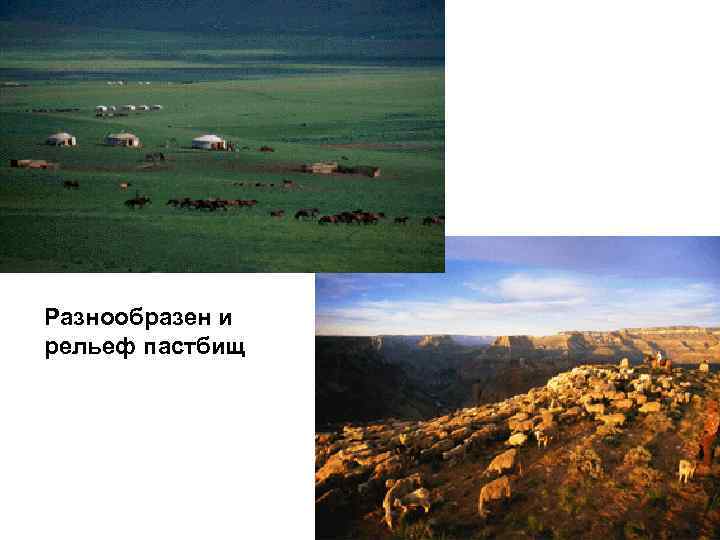 Разнообразен и рельеф пастбищ 