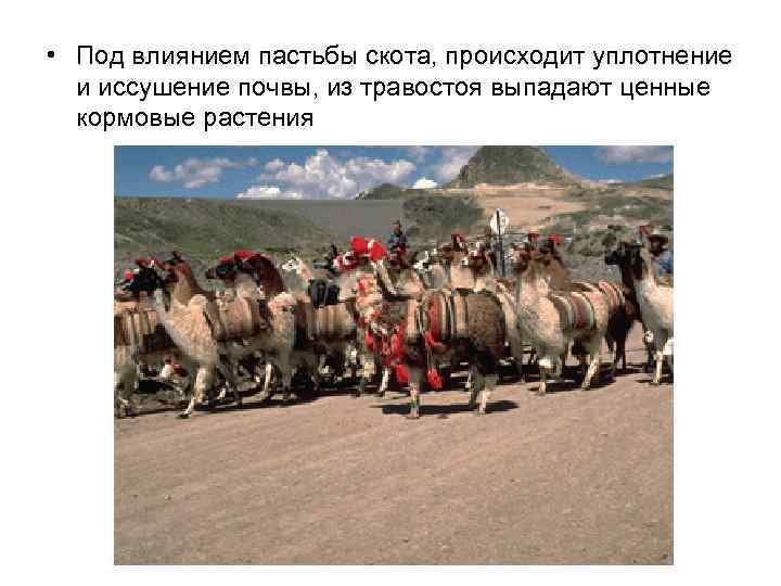  • Под влиянием пастьбы скота, происходит уплотнение и иссушение почвы, из травостоя выпадают