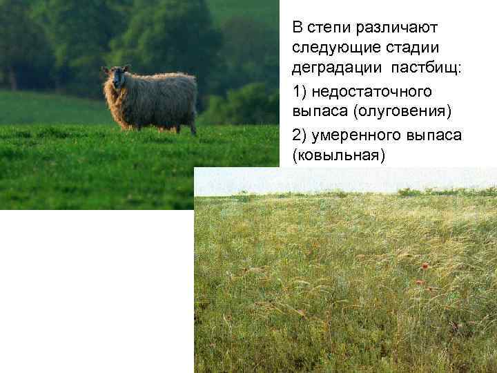  • В степи различают следующие стадии деградации пастбищ: • 1) недостаточного выпаса (олуговения)