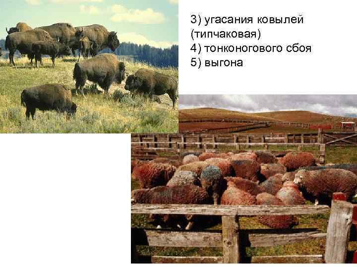 3) угасания ковылей (типчаковая) 4) тонконогового сбоя 5) выгона 