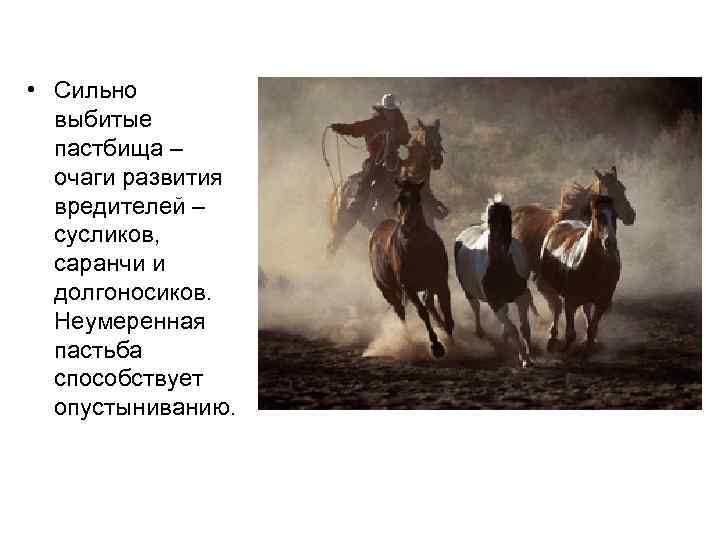  • Сильно выбитые пастбища – очаги развития вредителей – сусликов, саранчи и долгоносиков.