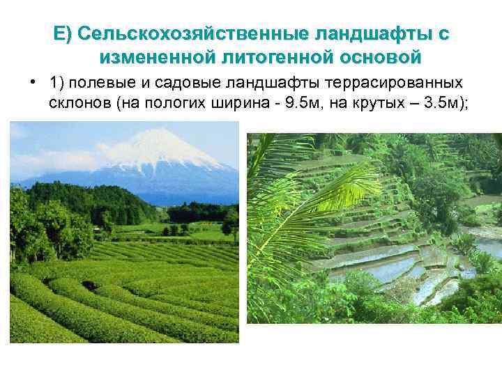 Е) Сельскохозяйственные ландшафты с измененной литогенной основой • 1) полевые и садовые ландшафты террасированных
