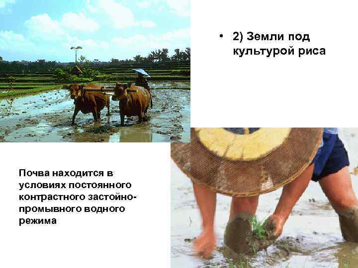  • 2) Земли под культурой риса Почва находится в условиях постоянного контрастного застойнопромывного