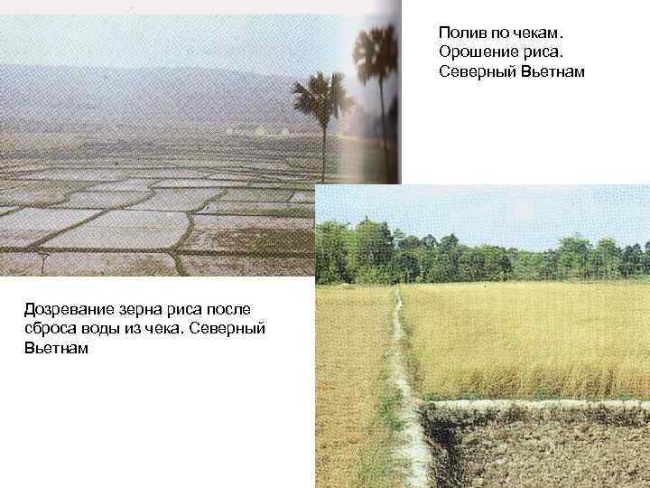 Полив по чекам. Орошение риса. Северный Вьетнам Дозревание зерна риса после сброса воды из