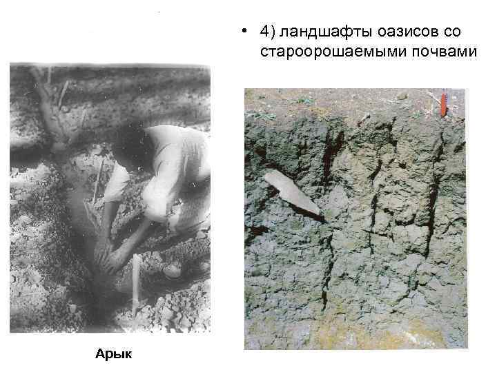  • 4) ландшафты оазисов со староорошаемыми почвами Арык 
