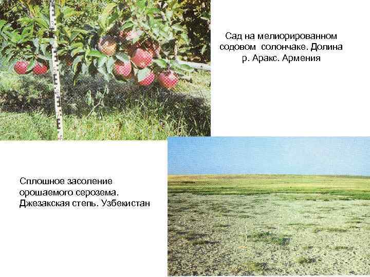 Сад на мелиорированном содовом солончаке. Долина р. Аракс. Армения Сплошное засоление орошаемого серозема. Джезакская