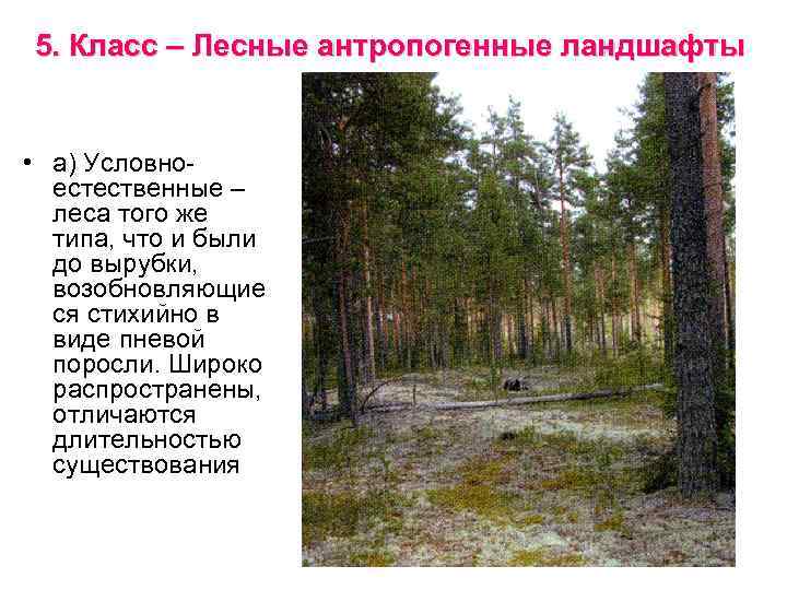 5. Класс – Лесные антропогенные ландшафты • а) Условноестественные – леса того же типа,
