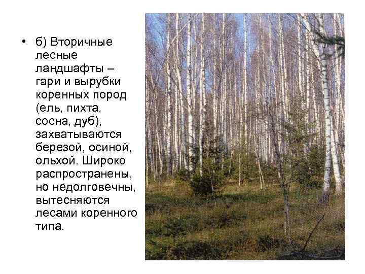  • б) Вторичные лесные ландшафты – гари и вырубки коренных пород (ель, пихта,
