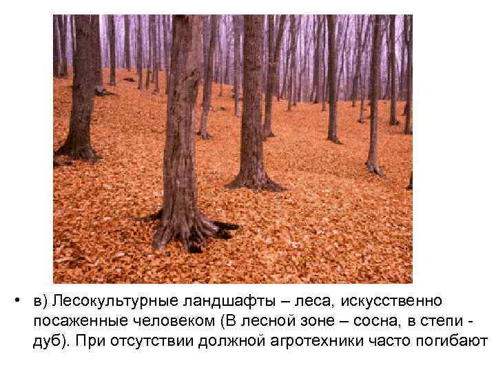  • в) Лесокультурные ландшафты – леса, искусственно посаженные человеком (В лесной зоне –