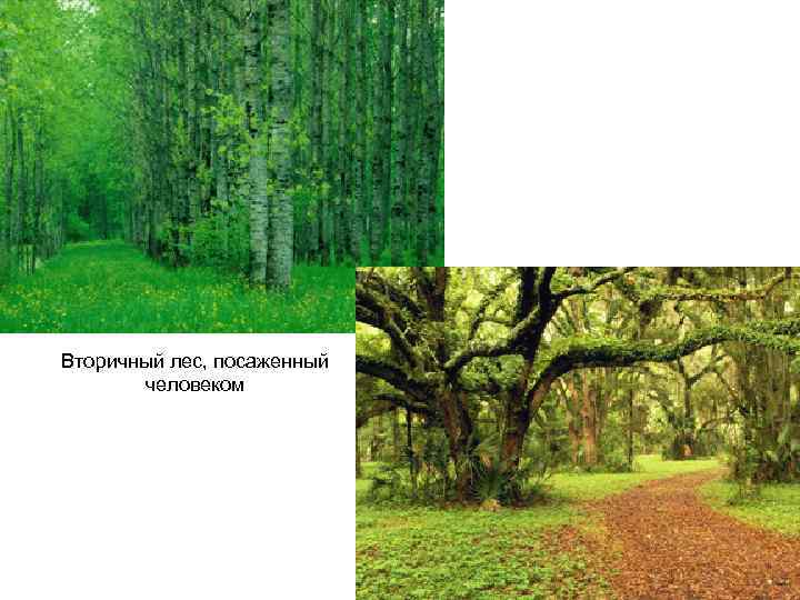 Вторичный лес, посаженный человеком 