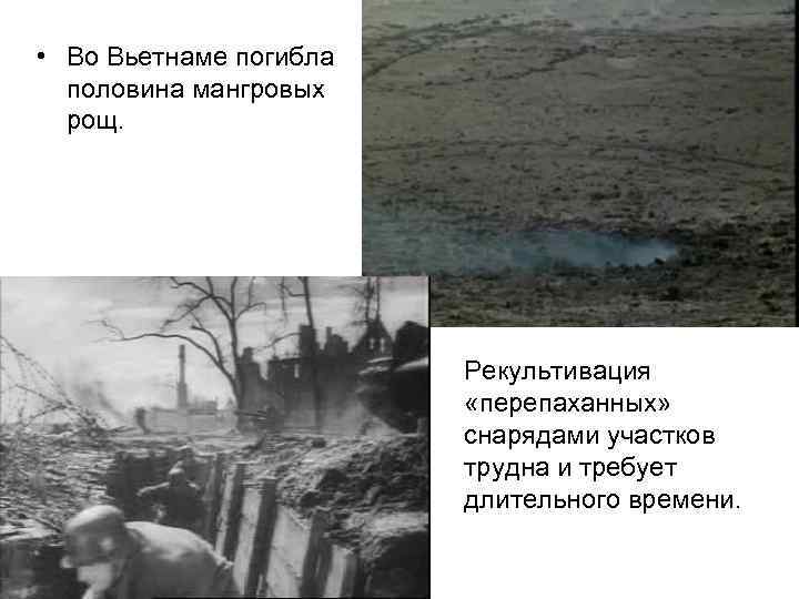  • Во Вьетнаме погибла половина мангровых рощ. Рекультивация «перепаханных» снарядами участков трудна и