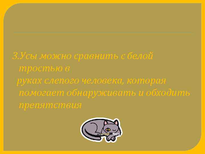 3. Усы можно сравнить с белой тростью в руках слепого человека, которая помогает обнаруживать