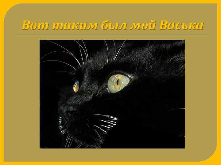 Вот таким был мой Васька 