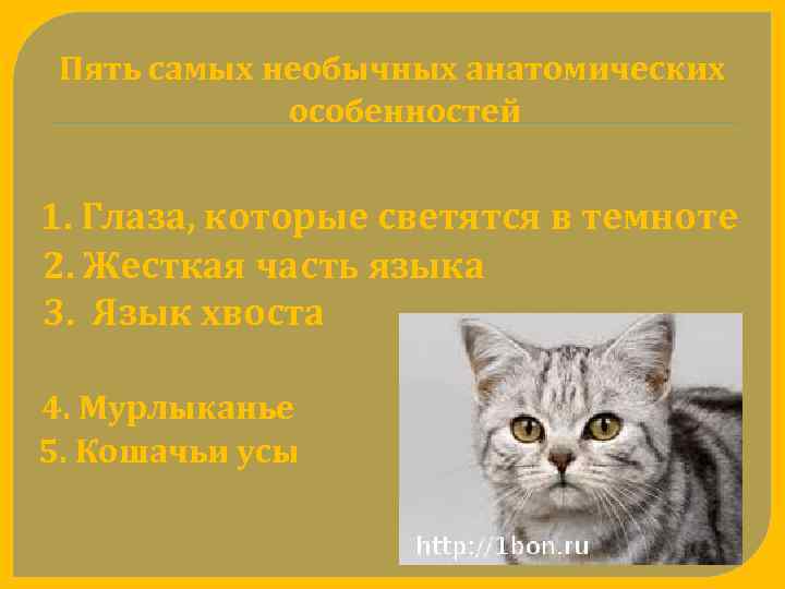 Пять самых необычных анатомических особенностей 1. Глаза, которые светятся в темноте 2. Жесткая часть
