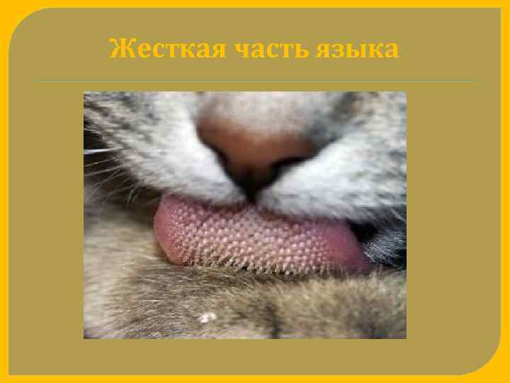 Жесткая часть языка 