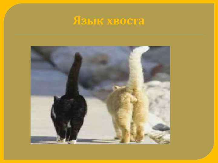 Язык хвоста 