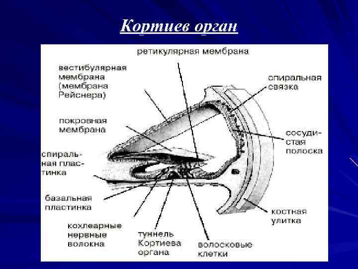 Кортиев орган схема