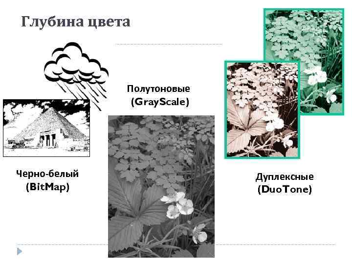 Глубина цвета Полутоновые (Gray. Scale) Черно-белый (Bit. Map) Дуплексные (Duo. Tone) 