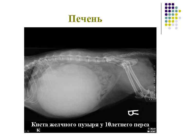 Печень Киста желчного пузыря у 10 летнего перса к 