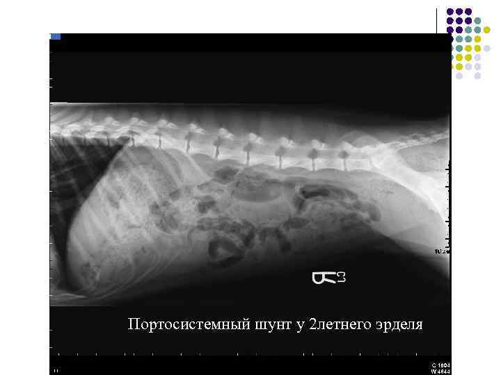 Портосистемный шунт у 2 летнего эрделя 
