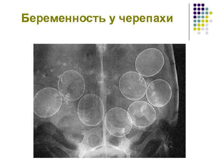 Беременность у черепахи 