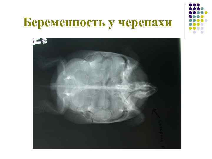 Беременность у черепахи 