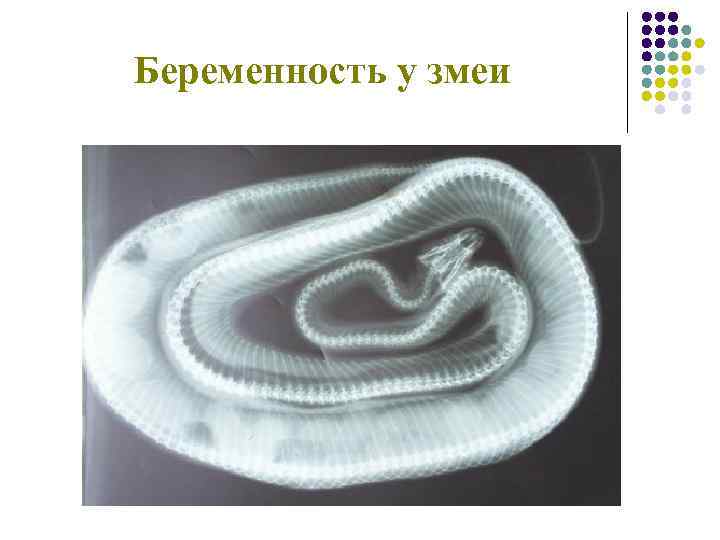 Беременность у змеи 