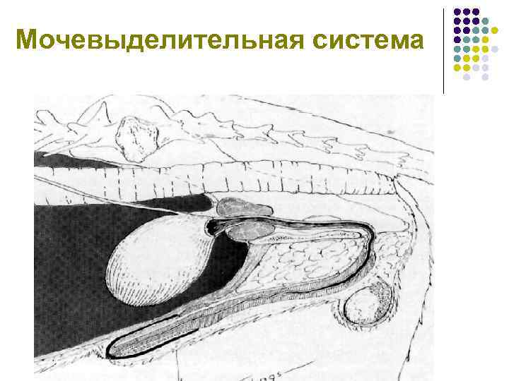 Мочевыделительная система 