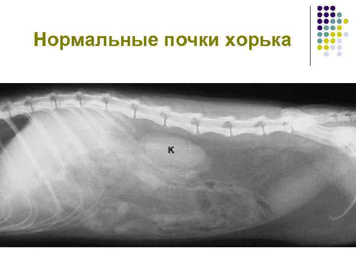 Нормальные почки хорька 