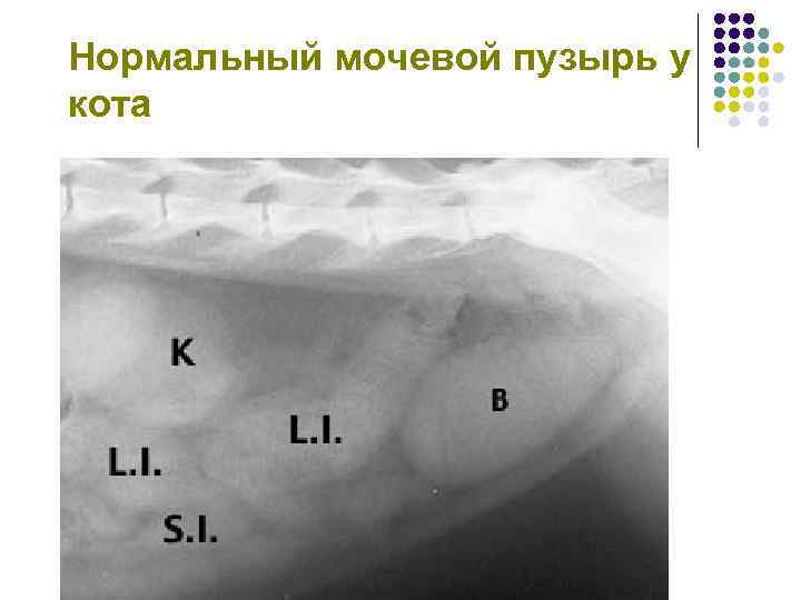 Нормальный мочевой пузырь у кота 
