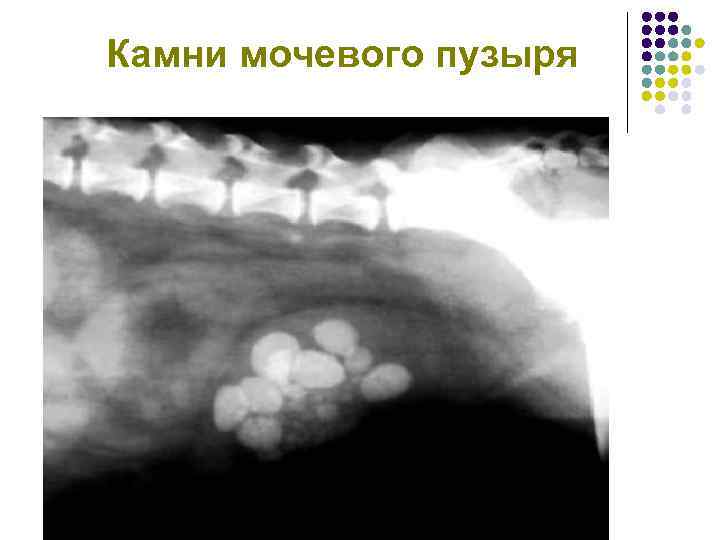 Функциональный фон в брюшной полости