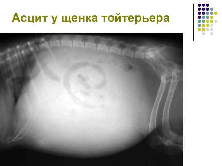 Асцит у щенка тойтерьера 