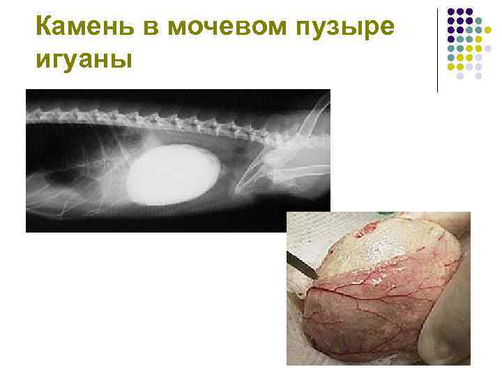 Камень в мочевом пузыре игуаны 